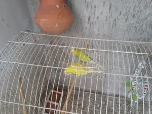2 Pairs of Budgie Birds for Sale