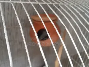 2 Pairs of Budgie Birds for Sale
