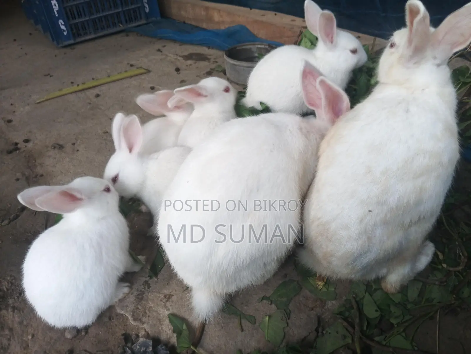 Selling 6 together