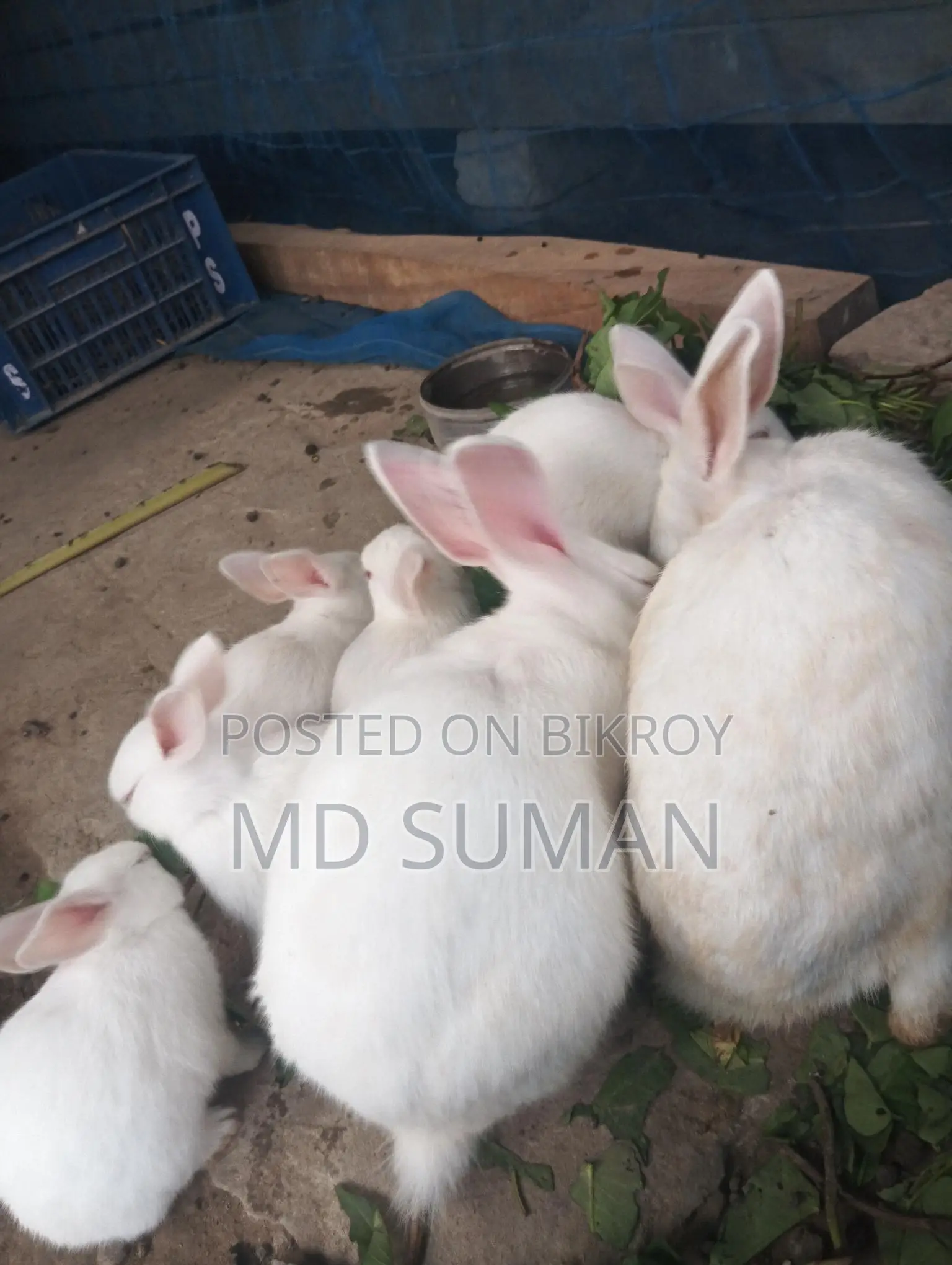 Selling 6 together
