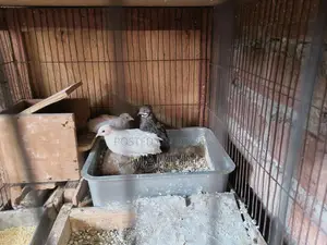 King Quail