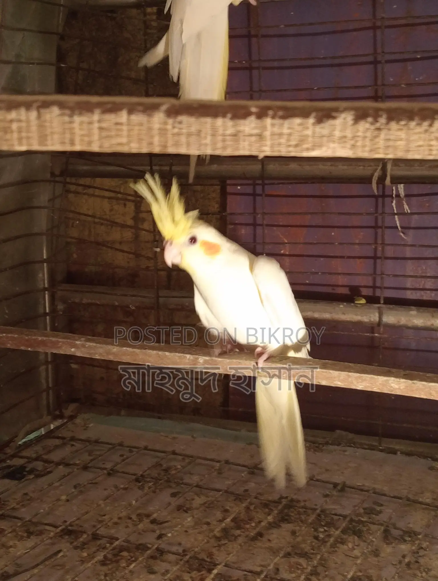 Cockatiel