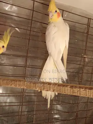 Cockatiel
