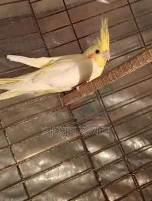 Cockatiel