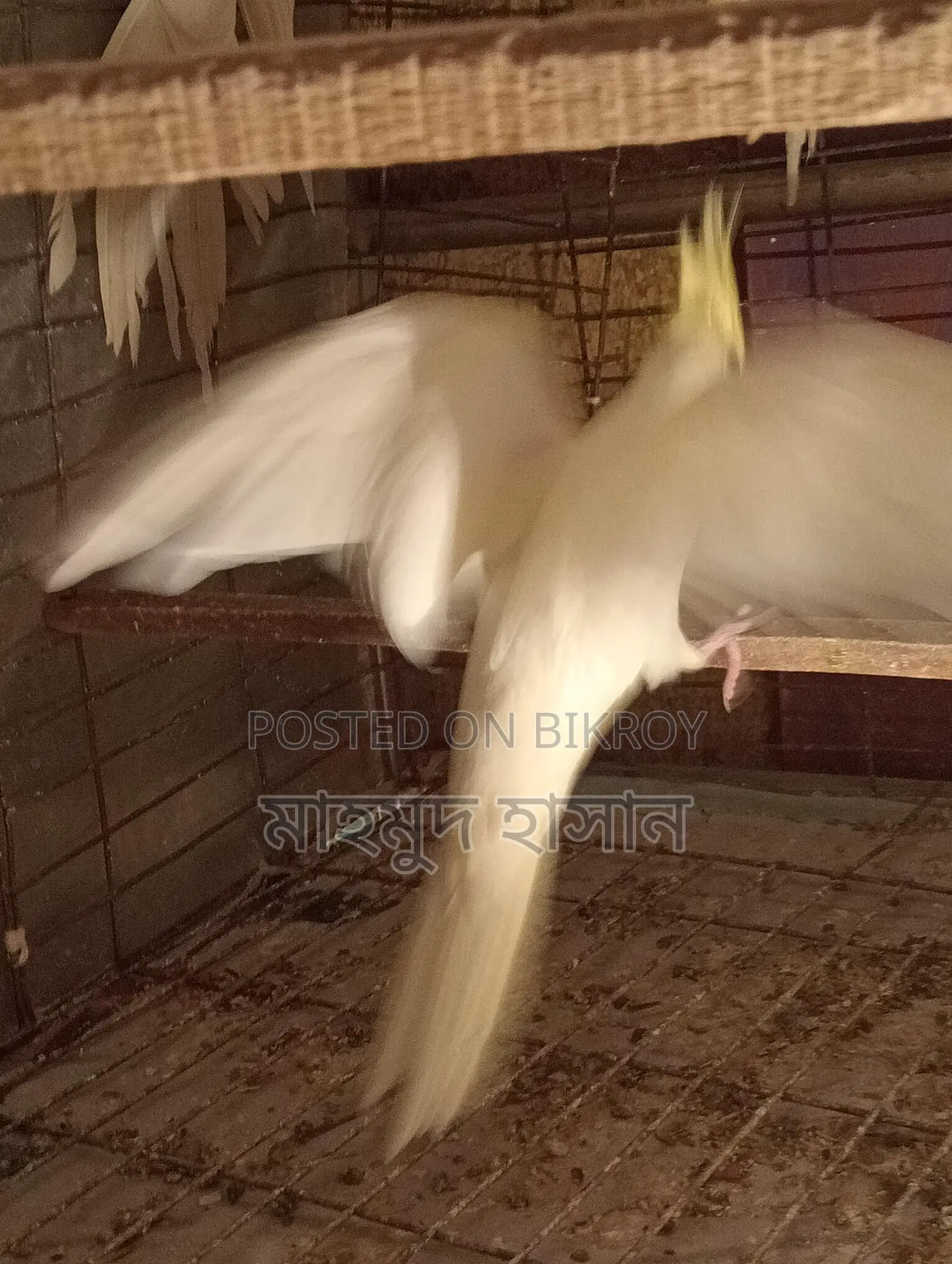 Cockatiel