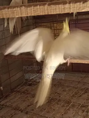 Cockatiel
