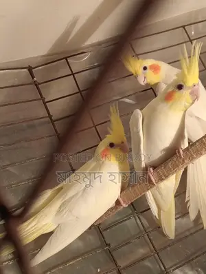 Cockatiel