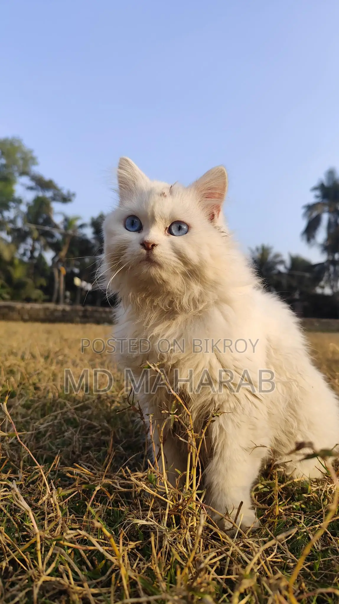 3 Code Ar Prishen 1.5 Year Old Very Good Cat