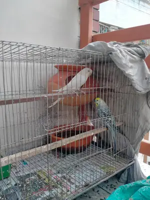 Birds with eggs for sale