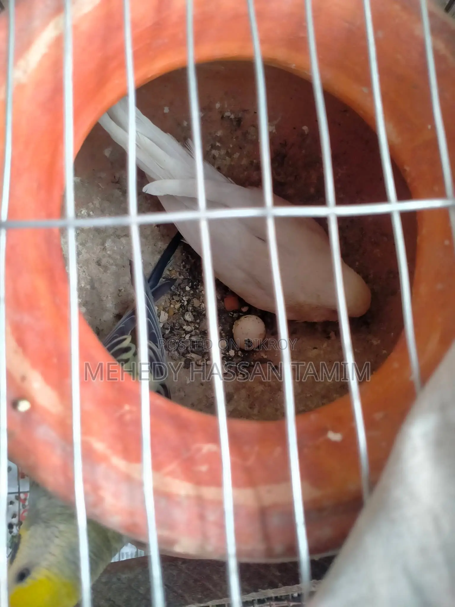 Birds with eggs for sale