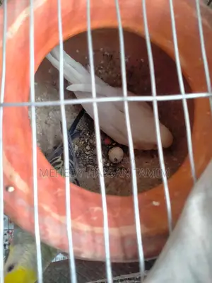 Birds with eggs for sale