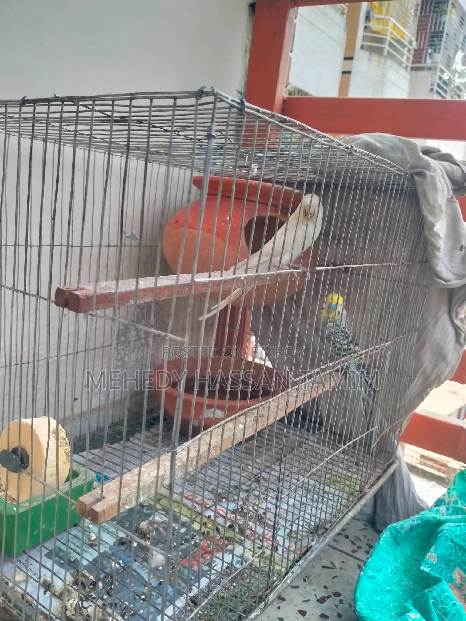 Birds with eggs for sale