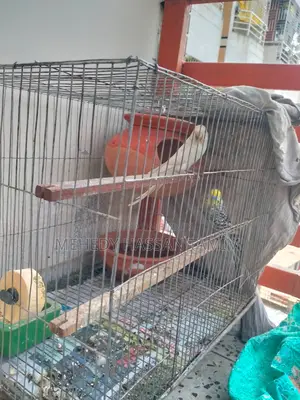 Birds with eggs for sale