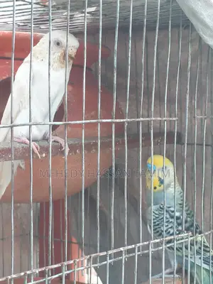 Birds with eggs for sale