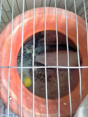 Birds with eggs for sale