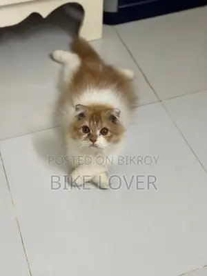 ফুল পারশিয়ান