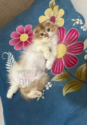ফুল পারশিয়ান