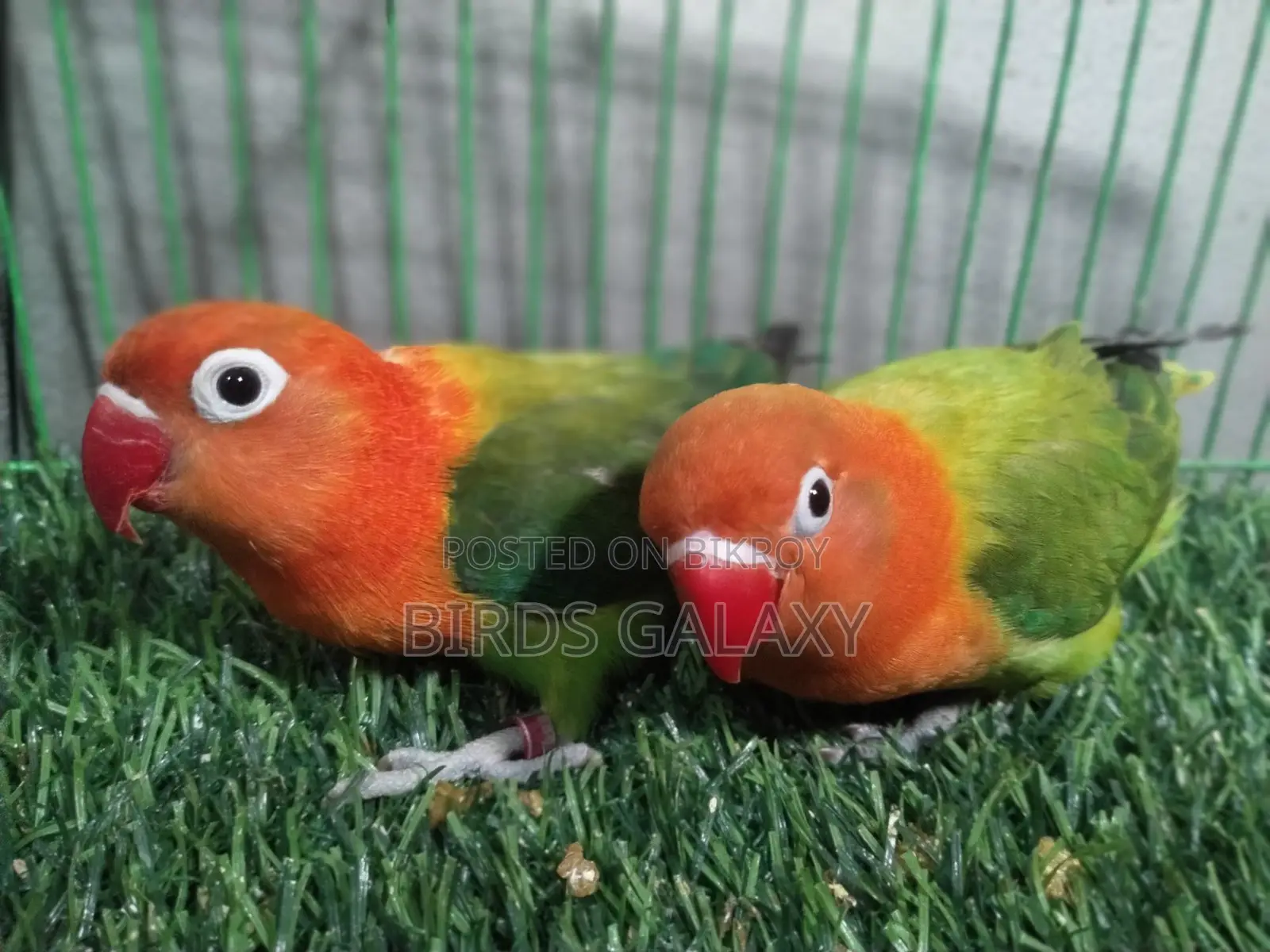 Pineapple Conure, Lovebirds, and Cockatiels