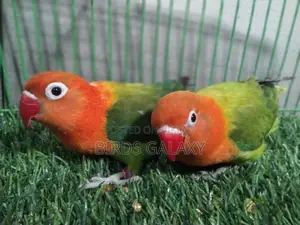 Pineapple Conure, Lovebirds, and Cockatiels