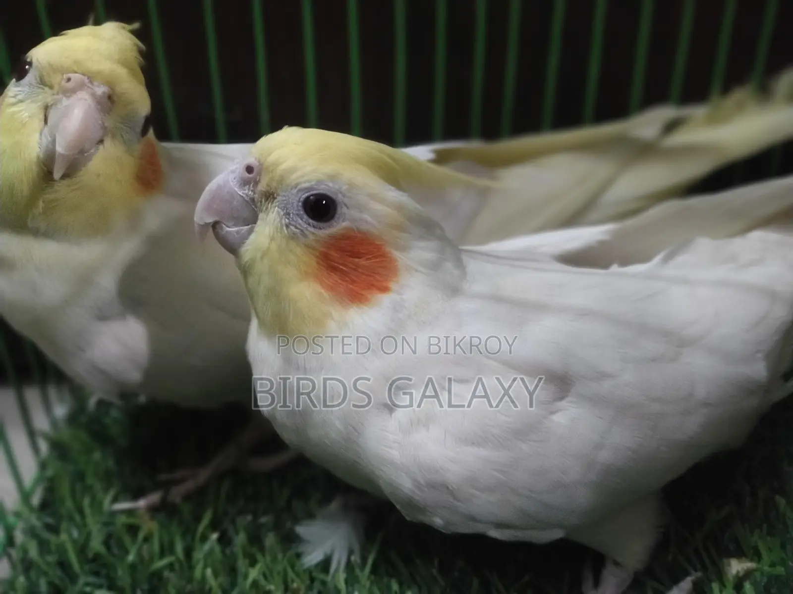 Pineapple Conure, Lovebirds, and Cockatiels