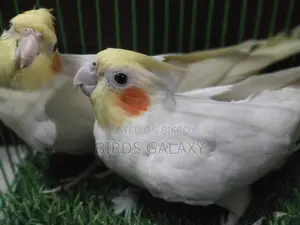 Pineapple Conure, Lovebirds, and Cockatiels