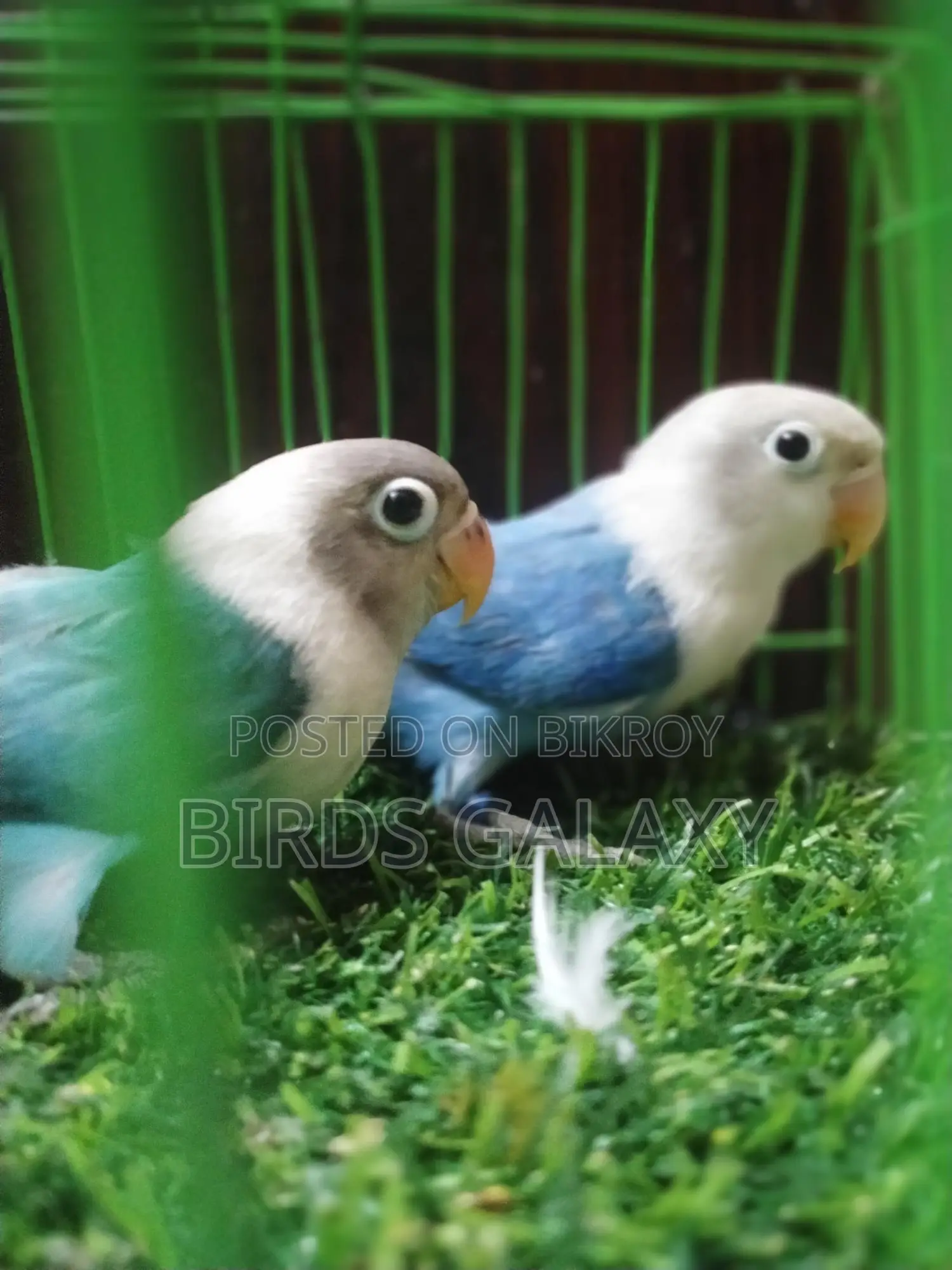 Pineapple Conure, Lovebirds, and Cockatiels