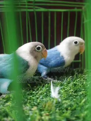Pineapple Conure, Lovebirds, and Cockatiels