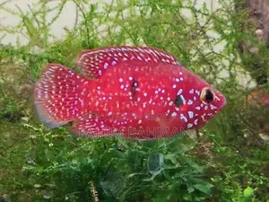 Dumbo Jewel Cichlid