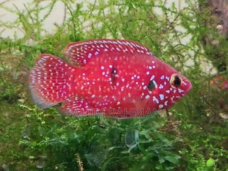 Dumbo Jewel Cichlid