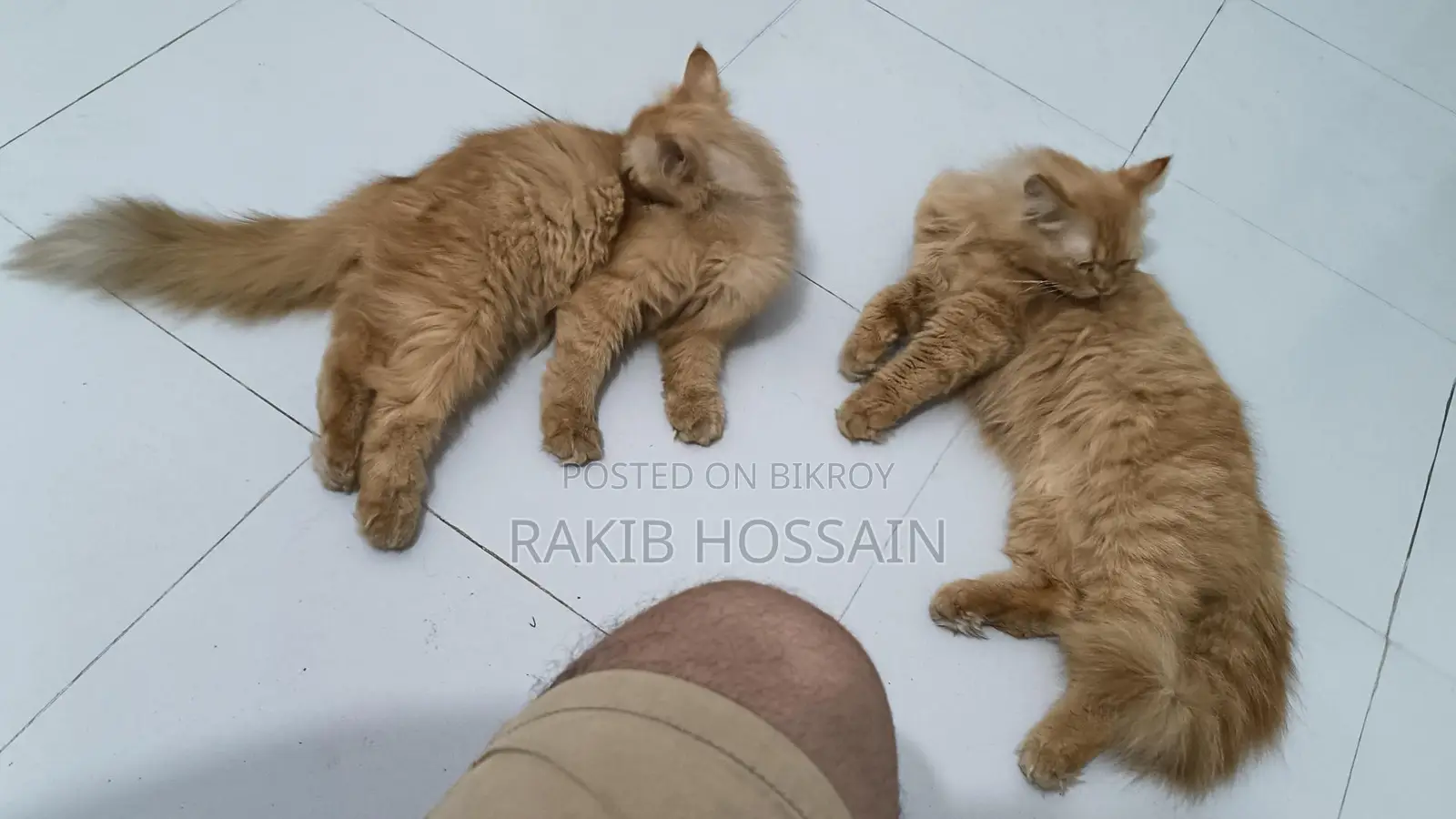 Persian Cat