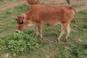 Local Pregnant Cow for Sale