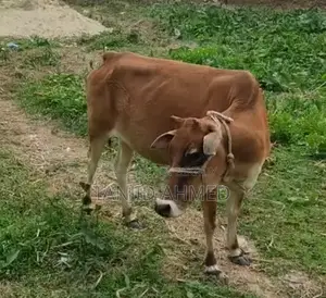 দেশি গাভিন গাভি বিক্রি হবে