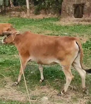 দেশি গাভিন গাভি বিক্রি হবে