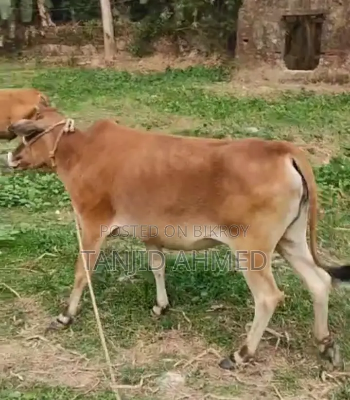 দেশি গাভিন গাভি বিক্রি হবে