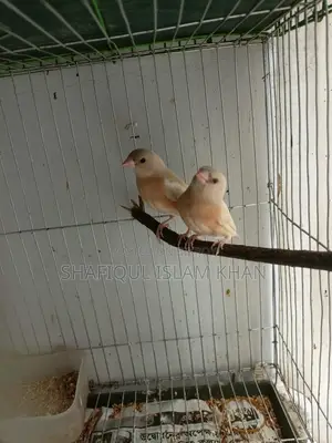 Gouldian Finch