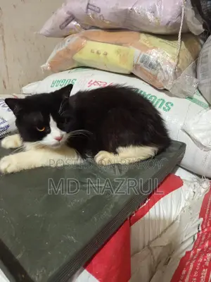 Black White Mixed Persian