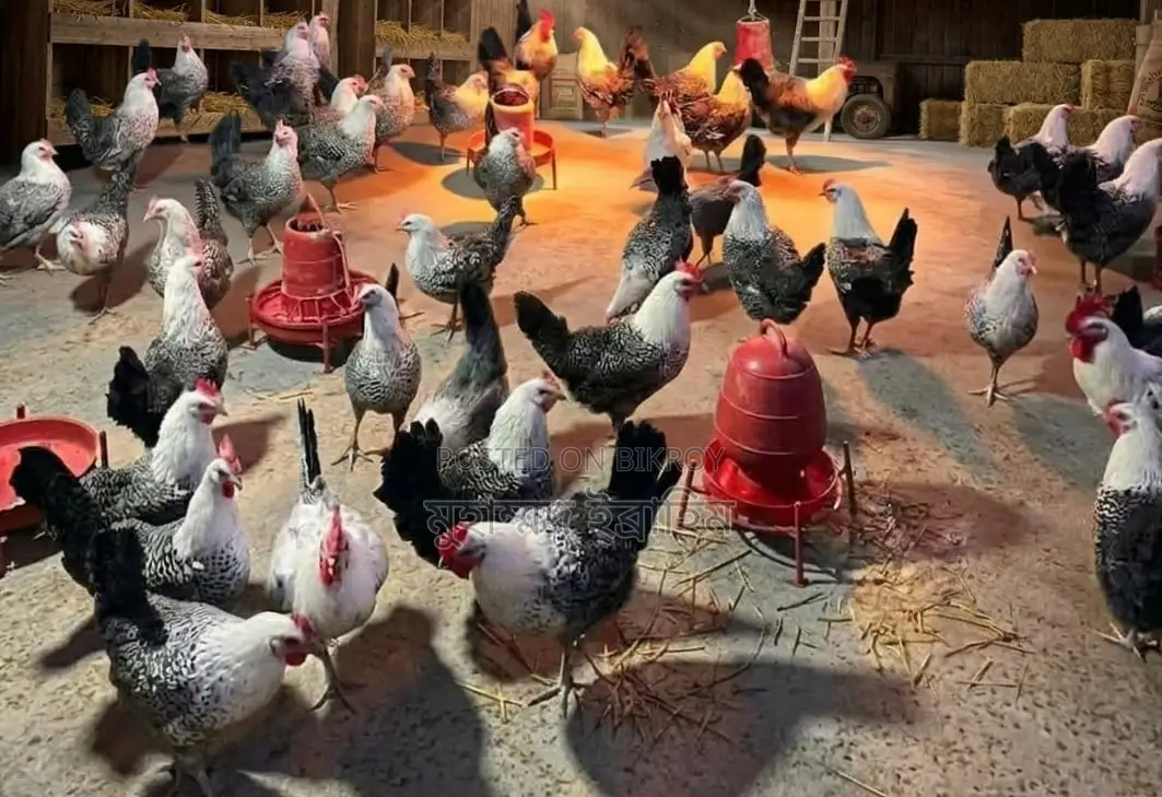 Selling egg-laying local chickens