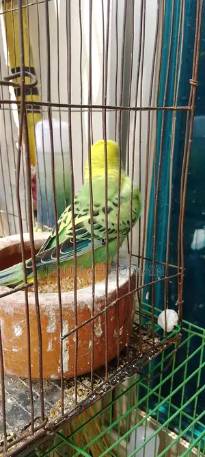 রানিং বাজরিগার পাখি