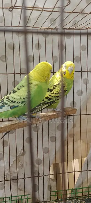 রানিং বাজরিগার পাখি
