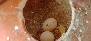 রানিং বাজরিগার পাখি