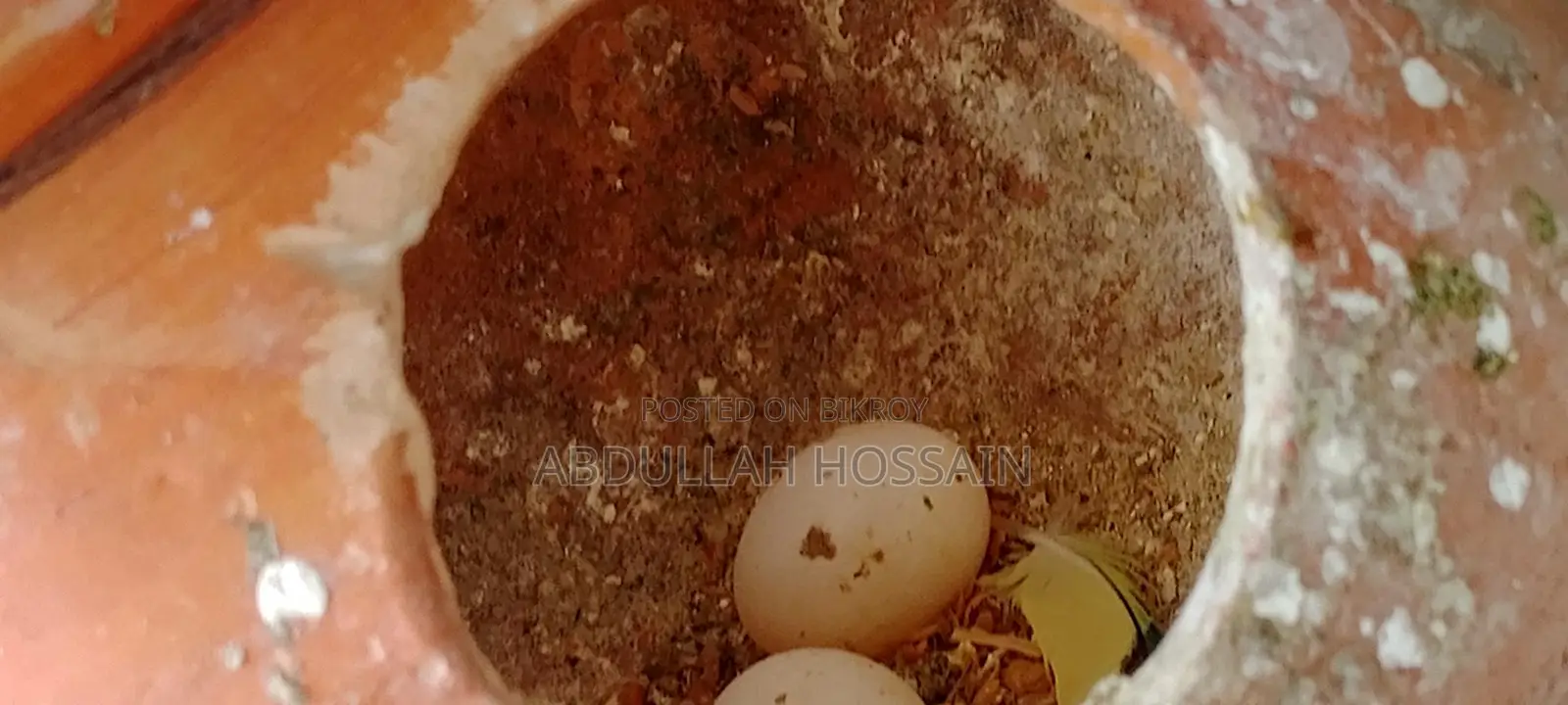 রানিং বাজরিগার পাখি
