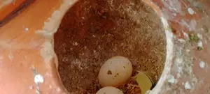 রানিং বাজরিগার পাখি