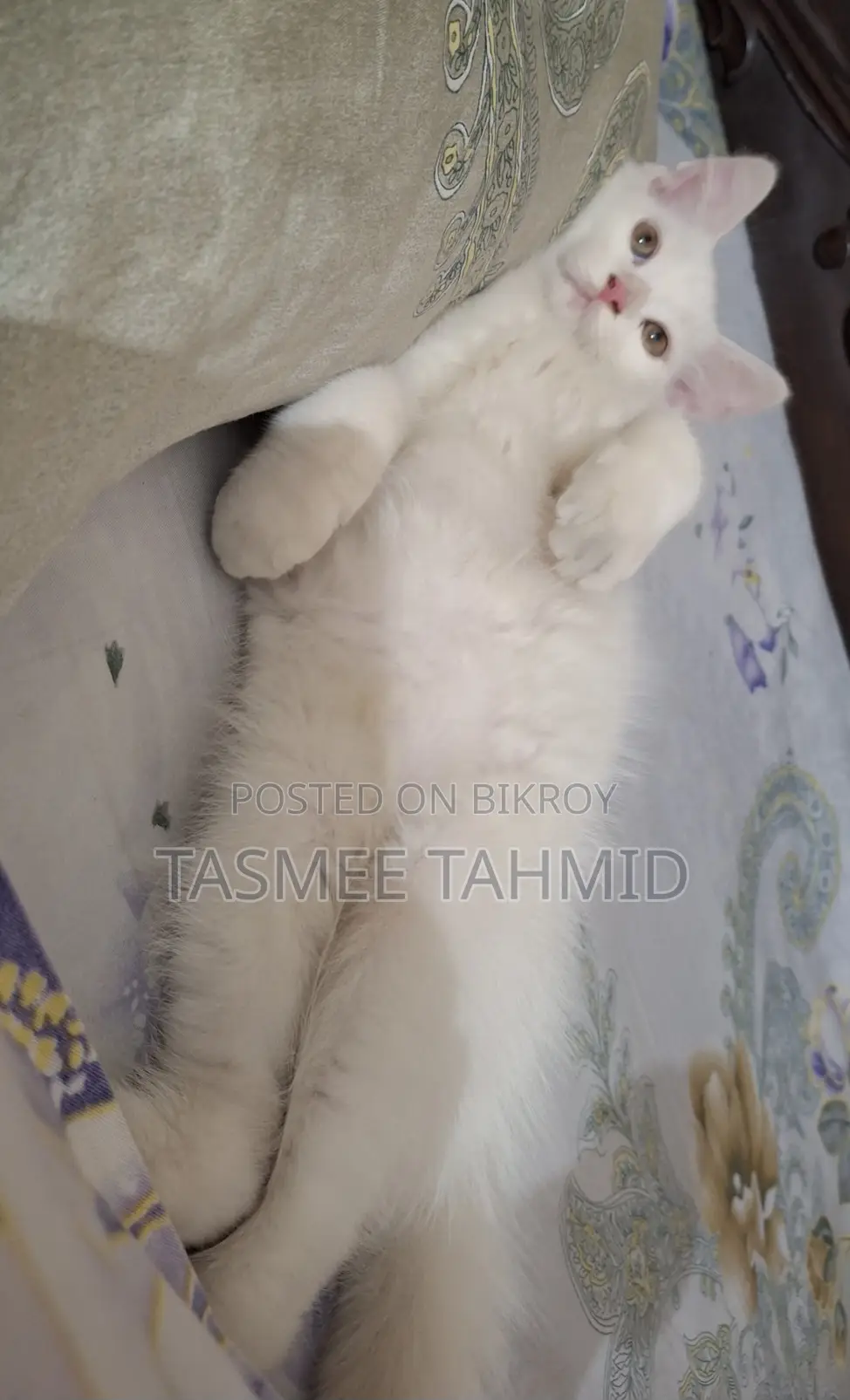 High Quality Mix Breed Male Cat