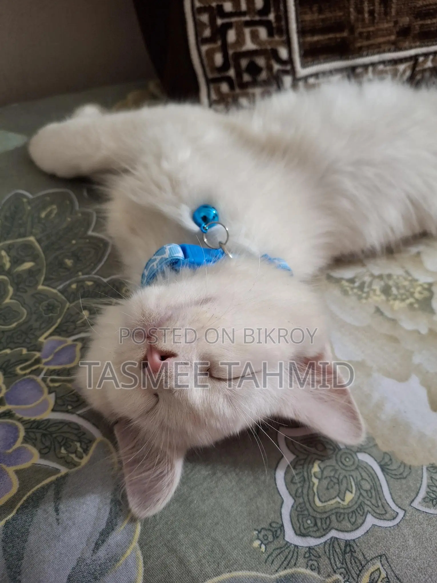 High Quality Mix Breed Male Cat