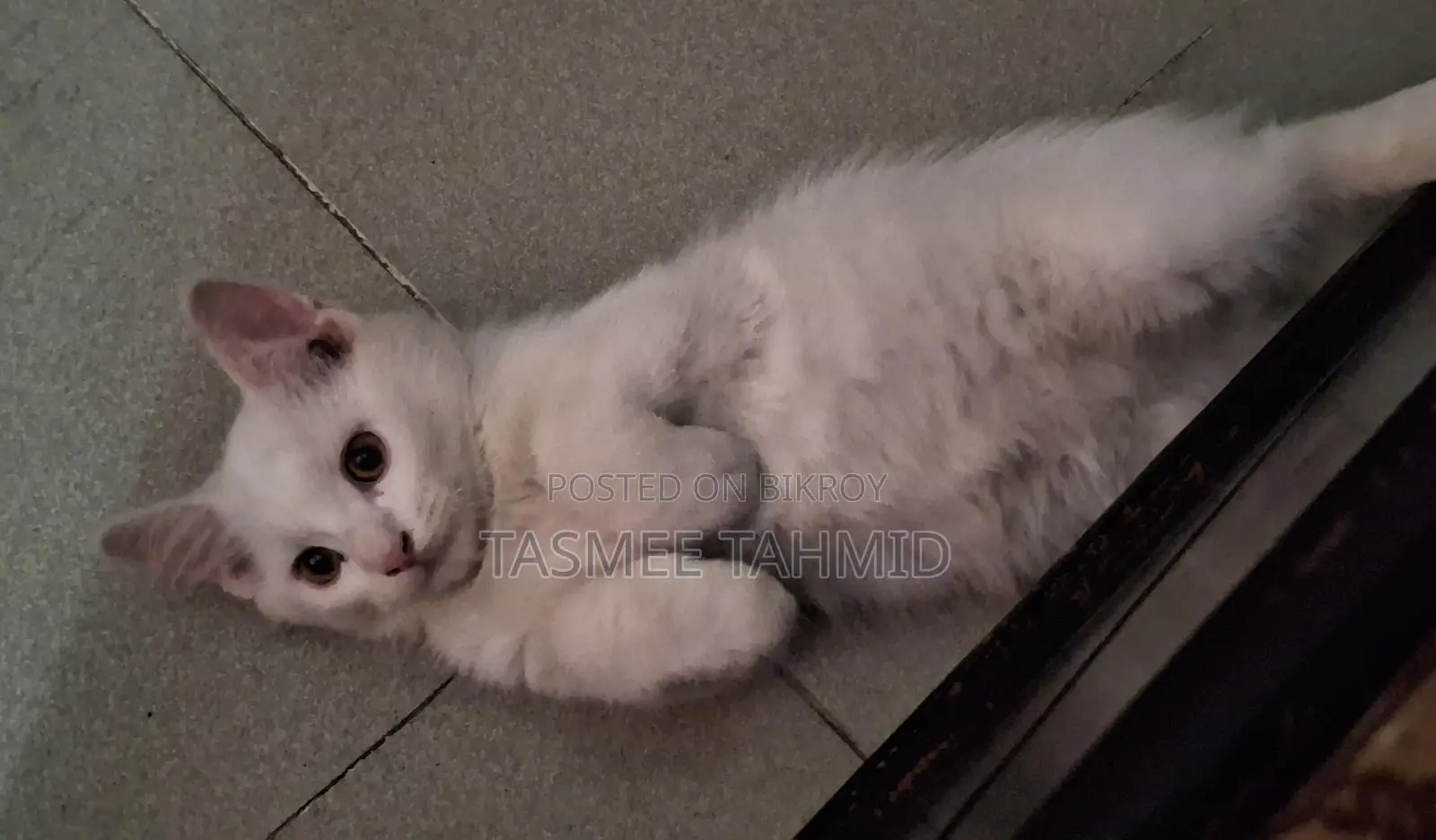 High Quality Mix Breed Male Cat