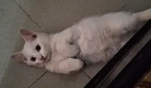 High Quality Mix Breed Male Cat