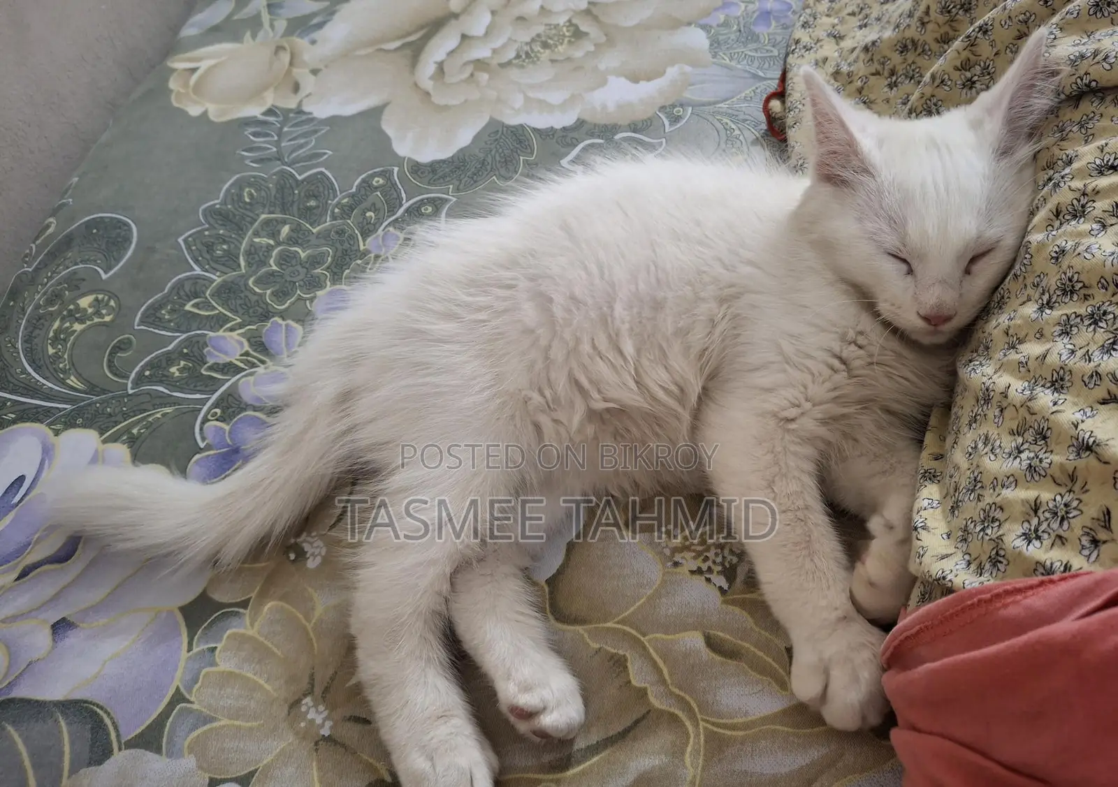 High Quality Mix Breed Male Cat