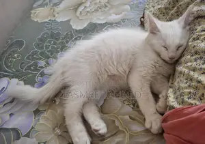 High Quality Mix Breed Male Cat