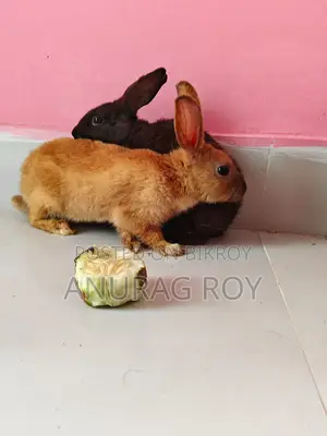 Pregnant Rabbit Expecting Soon