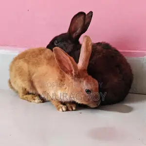 Pregnant Rabbit Expecting Soon